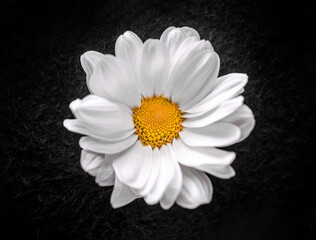 Obraz premium Close-up of flower on black background. For design. Nature.