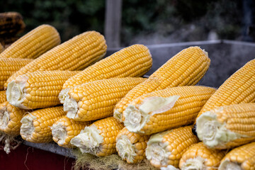 Fresh corns stacked waiting to be boiled. Stock photo.