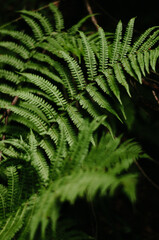 texture fern leaves wallpaper, pattern , postcard , poster