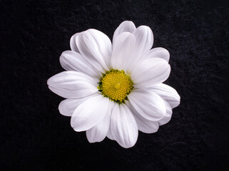 Studio shot of flower on a black background. On a dark background.