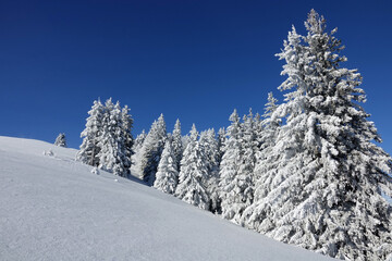 Randonnée en raquettes sur les premières neiges de décembre 2021, sur le plateau du Sornin dans le Vercors en France