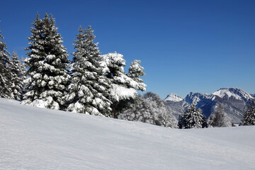 Fototapeta na wymiar Randonnée en raquettes sur les premières neiges de décembre 2021, sur le plateau du Sornin dans le Vercors en France