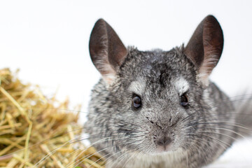 light chinchilla, chinchilla eating, chinchilla on white background, chinchilla food