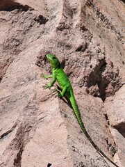 green lizard on a stone