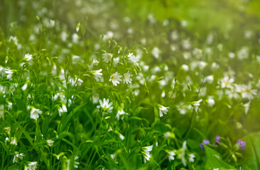 Spring flowers. Blooming stella holostea on a background of green grass
