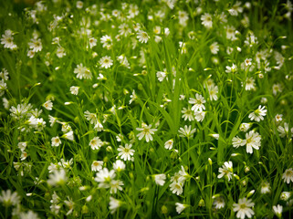 Spring flowers. Blooming stella holostea on a background of green grass