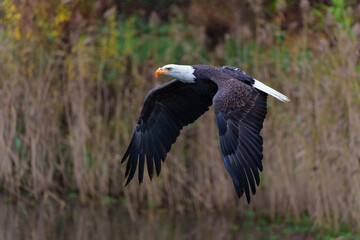 Bald eagle or American eagle (Haliaeetus leucocephalus) flying in the South of the Netherlands on rainy day in the autumn         