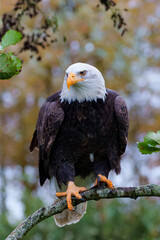 Bald eagle or American eagle (Haliaeetus leucocephalus) sitting on a branch in the South of the Netherlands on rainy day in the autumn