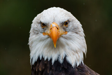 Portrait of an Bald eagle or American eagle (Haliaeetus leucocephalus) in the South of the Netherlands on rainy day in the autumn     