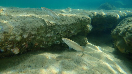 Flathead grey mullet (Mugil cephalus) undersea, Aegean Sea, Greece, Halkidiki