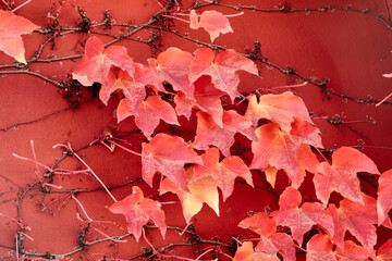 Red autumn leaves on red wall