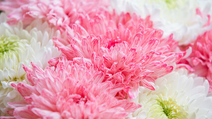 Flower petals close-up. Floral background. Pink peonies close-up.