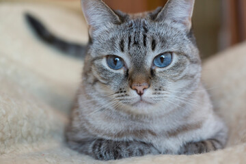 Cute cat with blue eyes at home.