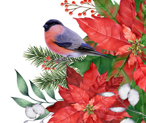 Bright raster illustration. Bullfinch sits on the branches of poinsettia. Christmas illustration. Winter theme. Christmas poinsettia. Illustration of bullfinch and Christmas plants.