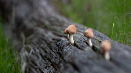 mushroom in the forest