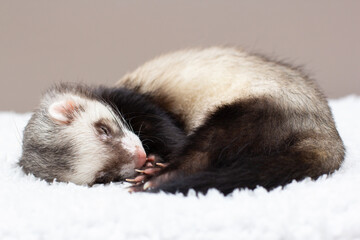 Fototapeta na wymiar The cute ferret is sleeping