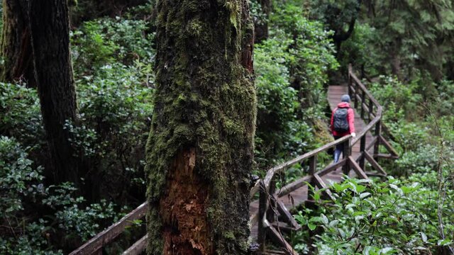 Woman Walking Away In A Vibrant Green Forest