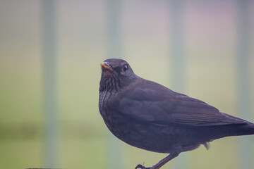 close up of a blackbird (Turdus Merula) dining on a wooden bird feeder table