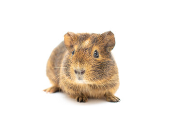 Funny-looking guinea pig isolated on white