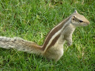 Cute little chipmunk is standing in the grass