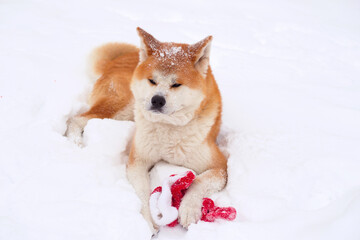 akita inu dog in snow playing with new year hat