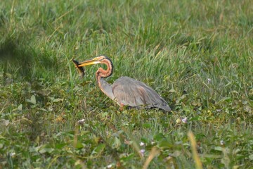 Purple heron is catching a fish in the wetlands