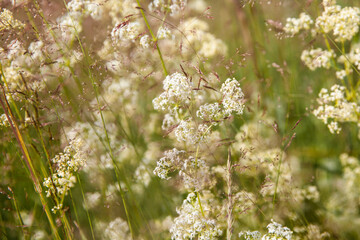 Green grass in the field with sunbeams. Blurred summer background, selective focus.