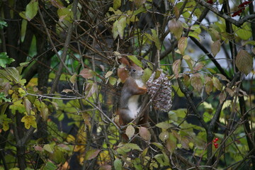 Squirrel climbing on a tree