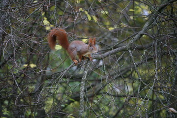 Squirrel climbing on a tree