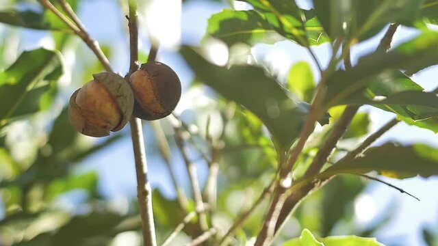 Slow motion camera movement of macadamia nuts hanging on tree 