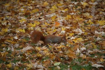 Squirrel on the ground