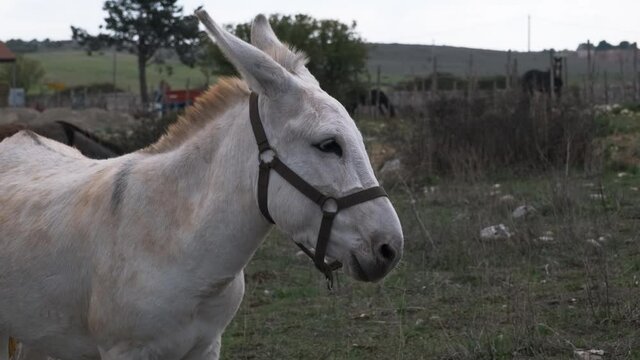 White donkey in freedom in the Italian countryside