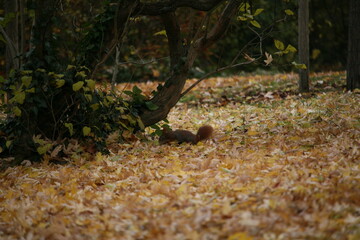Squirrel on the ground