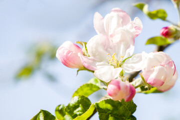 Apple blossom in spring close up.
