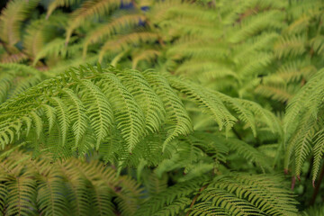 fern leaves