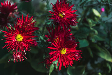 Beautiful red flowers on a dark green background. Fresh red chrysanthemum flowers close-up in the garden. Autumn flowering.