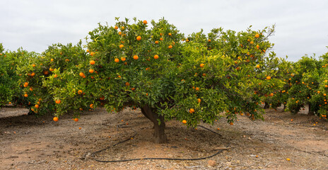 Mandarinas en el árbol