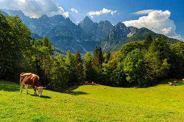 Fototapeta na wymiar cattle eating the fresh grass, view to Triglav Nationalpark, mountain scenery with spik peak, near Kranjska Gora, Slovenia