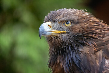 Close up of Golden Eagle head in profile