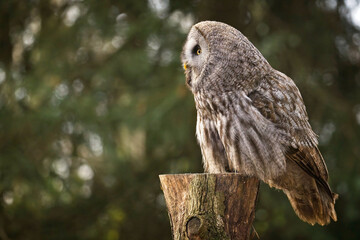 Close up of a Great Grey Owl perched on a tree stump - profile view