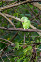 A parrot high in a tree. The Plain Parakeet. Species Brotogeris tyrica. It is a typical parakeet of the Brazilian Atlantic forest. Birdwatching. Birding.
