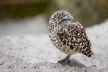 Close up of a small cute Burrowing Owl