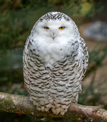 Close up of a large Snowy Owl perched on branch.