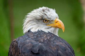 Close up profile view of an adult  Bald Eagle