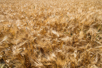 Close-up ripe golden wheat ears. Golden wheat field under sunlight.