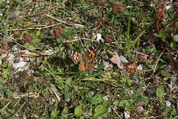 Sella Nevea