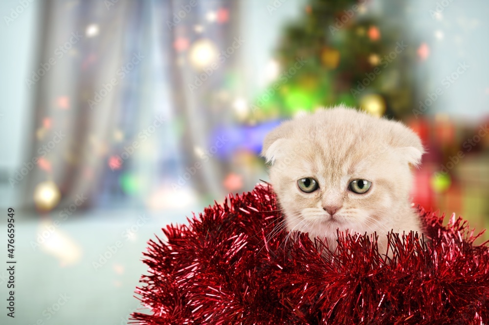 Wall mural Funny kitten looks at camera on christmas background