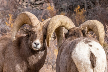 Naklejka premium Big Horn Sheep in Waterton Canyon