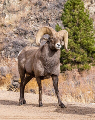 Big Horn Sheep in Waterton Canyon