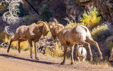 Big Horn Sheep in Waterton Canyon